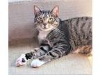 C23-77 Beck, Domestic Shorthair For Adoption In Columbia, Pennsylvania