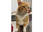 Morris, Domestic Shorthair For Adoption In Hartford City, Indiana