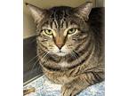 C23-63 Bentley, Domestic Shorthair For Adoption In Columbia, Pennsylvania