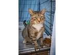 Chopper (fcid# 07/10/2023 - 43) C, Domestic Shorthair For Adoption In