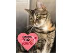 Catti Labelle, Domestic Shorthair For Adoption In Hartford City, Indiana