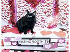 Basso (fcid# 12/06/2023 - 42 Trainer), Domestic Shorthair For Adoption In