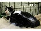 Taylor (fcid# 12/28/2023 - 28 Trainer) C, Domestic Shorthair For Adoption In