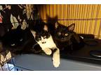 Sweet Bella! Really Nice! Look At Her Kittens!, Domestic Longhair For Adoption