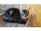 Beatle - Long Hair Marble Bengal Tabby-look, Bengal For Adoption In Newport