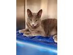 Axel, Domestic Shorthair For Adoption In Hartford City, Indiana