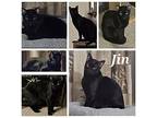 Jin (fcid# 01/15/2024 - 7) C, Domestic Shorthair For Adoption In Greenville