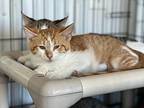 Suzuki, Domestic Shorthair For Adoption In Hartford City, Indiana