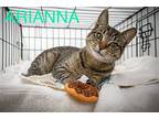 Arianna (fcid# 01/16/2024 - 86 Trainer), Domestic Shorthair For Adoption In