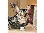 Abby, American Shorthair For Adoption In Myakka City/bradenton, Florida