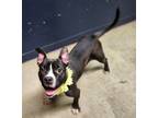 Adopt Las Vegas a American Staffordshire Terrier