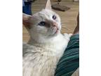 Arendelle:deaf Willow Grove (fcid# 7/20/22-65)c,sn, Domestic Shorthair For