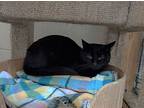 Spuds, Domestic Shorthair For Adoption In Ozark, Alabama