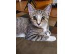 Mittens (fcid# 09/12/2023 - 43) C, Domestic Shorthair For Adoption In