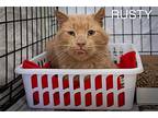 Rusty (fcid# 02/07/2024 - 12 Trainer), Domestic Shorthair For Adoption In