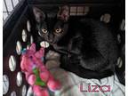 Liza, Domestic Shorthair For Adoption In Ozark, Alabama