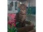 Pebble, Domestic Shorthair For Adoption In Ozark, Alabama