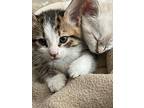 Foster These Siamese New Kitten Arrivals, Siamese For Adoption In Newport Beach