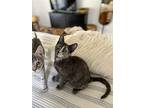 Saari - Adopt Me With My Pretty Sister Bo!, Domestic Shorthair For Adoption In