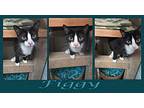 Figgy, Domestic Shorthair For Adoption In Ozark, Alabama