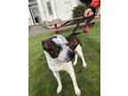 Bolt, American Pit Bull Terrier For Adoption In Burien, Washington