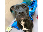 Luna, American Pit Bull Terrier For Adoption In Madison, Wisconsin