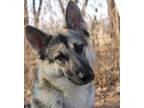 Adopt Jewel a German Shepherd Dog, Husky