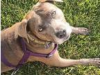 Mocha (courtesy), Staffordshire Bull Terrier For Adoption In Aurora, Colorado