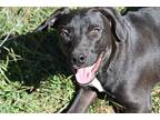 Pepper, Staffordshire Bull Terrier For Adoption In Newton, Texas
