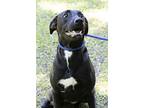 Fendi, Labrador Retriever For Adoption In Slidell, Louisiana