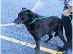 Noah, Labrador Retriever For Adoption In Reeds Spring, Missouri