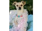 Riesling, Terrier (unknown Type, Medium) For Adoption In Fresno, California