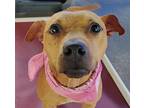 Kahlua, Terrier (unknown Type, Medium) For Adoption In Ozark, Alabama