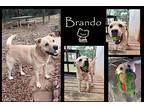 Brando, Labrador Retriever For Adoption In Ozark, Alabama