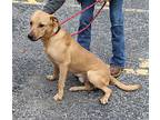 Igor, Terrier (unknown Type, Medium) For Adoption In Reeds Spring, Missouri