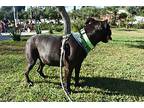 Ore, American Staffordshire Terrier For Adoption In San Diego, California