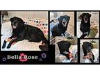 Bella Rose, Labrador Retriever For Adoption In Ozark, Alabama