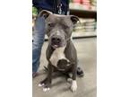 Blue, American Staffordshire Terrier For Adoption In Hartford City, Indiana
