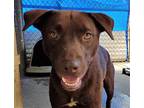 Bucky, Labrador Retriever For Adoption In Ozark, Alabama
