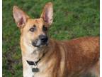 Adopt Stormy a German Shepherd Dog