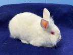 Adopt Lily a Bunny Rabbit