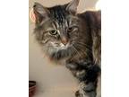Adopt MOLLY a Maine Coon, Domestic Long Hair