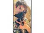 Adopt Tallulah Belle a Boston Terrier