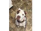 Adopt Memory a American Staffordshire Terrier, Pit Bull Terrier