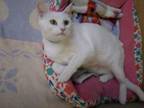 Adopt Snow White a Domestic Short Hair