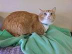 Adopt Buttercup a Domestic Short Hair