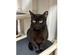 Adopt Madame a Domestic Short Hair