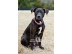 Adopt Mama a Retriever, Pit Bull Terrier