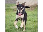 Adopt Josie a Australian Kelpie, Terrier