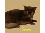 Adopt Serena #teenage-mom a Burmese